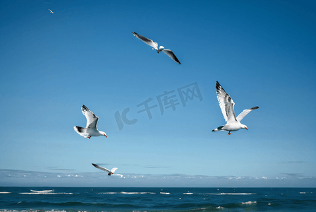 飞翔2摄影照片_海面上飞翔的海鸥图片2
