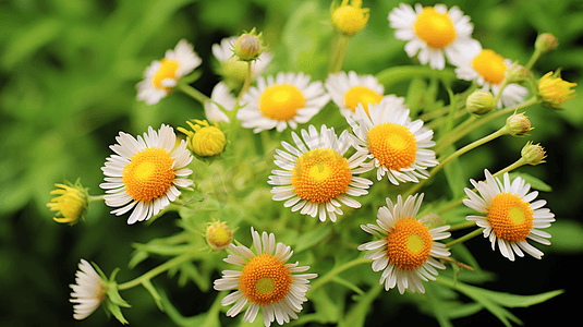 田野中的野菊花摄影13