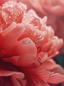 高清红色花朵花瓣上有露珠的背景5