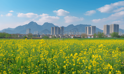 春天春季山西朔州油菜花种植基地自然风景