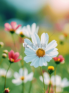 清新大自然背景图片_春天摄影图花朵植物高清图片