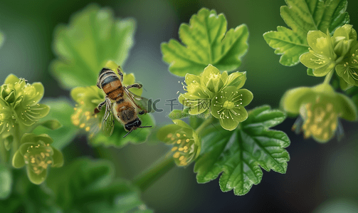 高清图片背景图片_治愈系高清图片花草