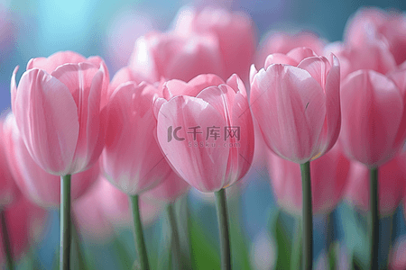 粉色摄影背景图片_春天摄影图花朵植物高清图片