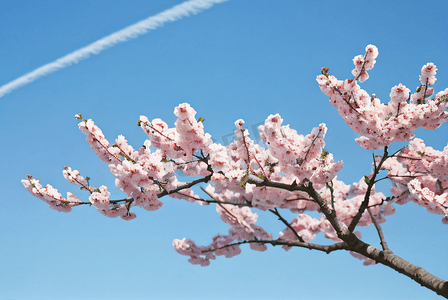 春日蓝天下的樱花摄影配图6