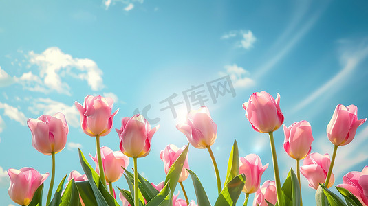 春天郁金香花摄影照片_蓝天下有精致的郁金香花摄影配图