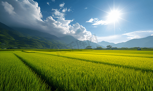 自然风景田野稻田水稻春天种植