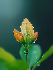 春天嫩叶雨水露水背景图片