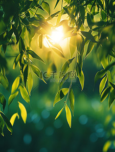 春天阳光明媚树叶背景图