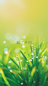 雨水节气素材背景图片_春天草叶上的雨珠谷雨节气背景素材