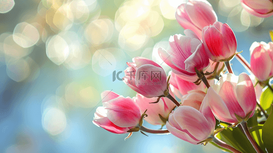 春天阳光照射下小花绽放的图片16