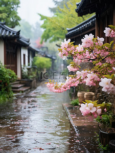 樱花背景图片_江南风光古镇的春天雨水背景