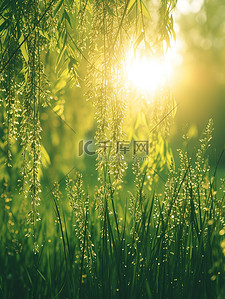 乌云后的太阳背景图片_春天阳光明媚树叶设计图