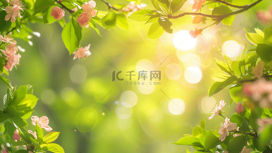 花开花落mg背景图片_春天阳光照射下小花绽放的图片5
