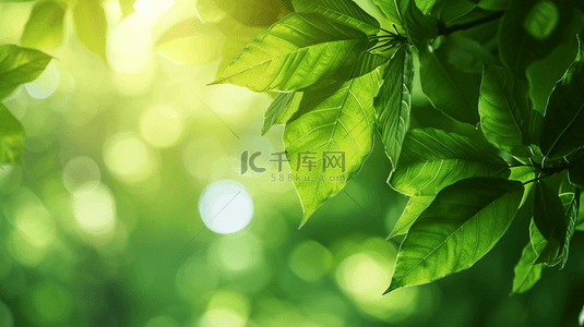 春天绿色平面树叶纹理背景图12