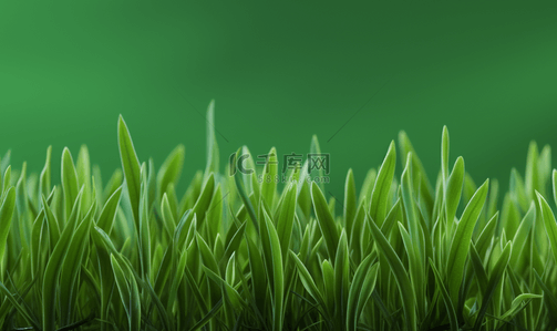 画小麦苗背景图片_绿色植物生机勃勃小清新背景