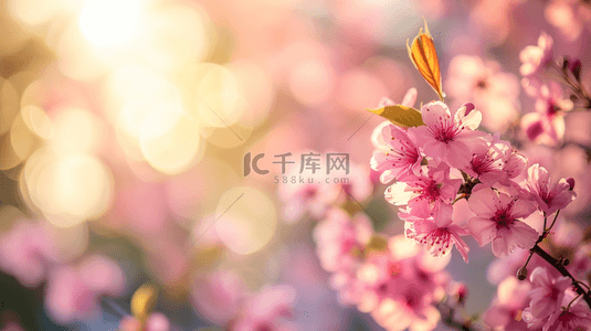 春天阳光照射下小花绽放的图片19