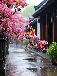 春天的樱花背景图片_江南风光古镇的春天雨水设计图