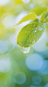 雨水节气素材背景图片_春天叶子上的雨珠谷雨节气背景素材