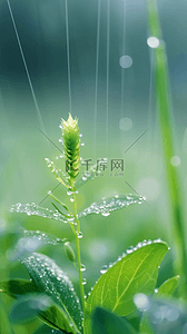 春天草叶上的雨珠谷雨节气背景图