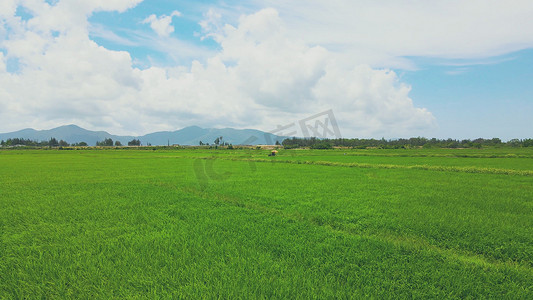 风中绿油油水稻浪风吹麦浪农业发展
