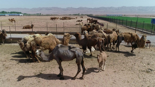 游牧民族大量饲养骆驼