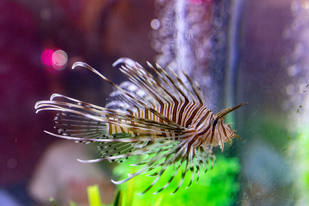 深海鱼摄影照片_水族馆海洋动物鱼类水母