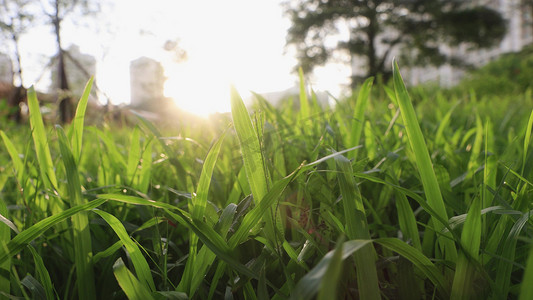 实拍清晨阳光照射小草草丛温馨意境