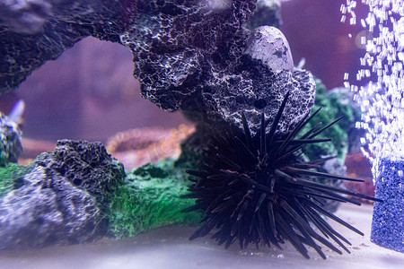 珊瑚鱼群摄影照片_水族馆海洋动物鱼类水母