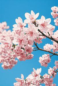 春天粉色樱花摄影图2