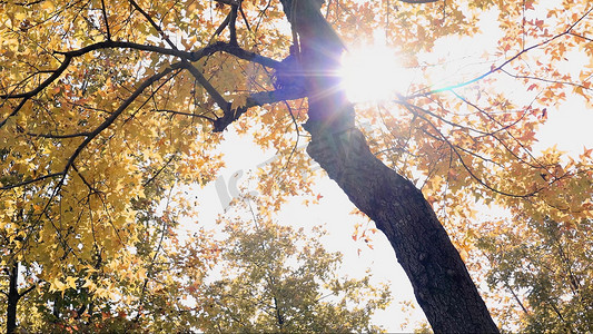 实拍秋天阳光照射下枫叶透光意境