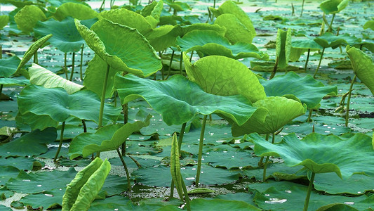初夏荷塘摄影照片_实拍夏天初夏池塘里的翠绿的荷叶风景