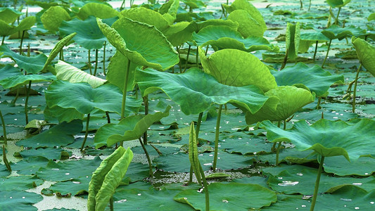 实拍夏天初夏池塘里的翠绿的荷叶风景