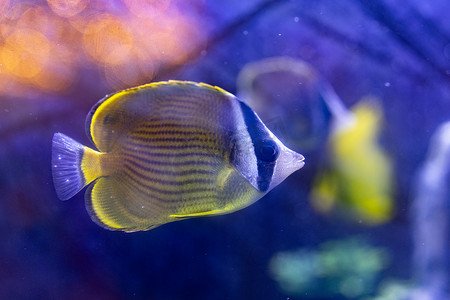 珊瑚鱼群摄影照片_水族馆海洋动物鱼类水母