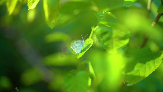 往后余生为你停留摄影照片_实拍一只蝴蝶在树叶上停留休息唯美