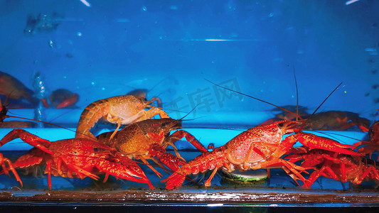 实拍新鲜活体小龙虾海鲜生鲜食物展示素材