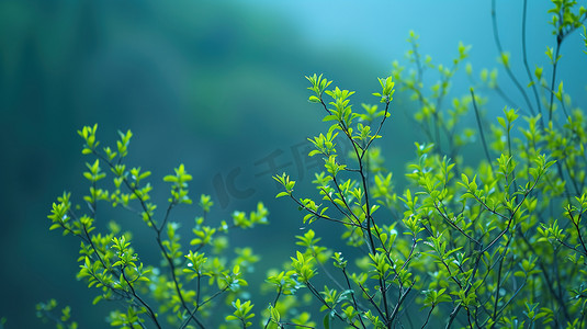 春天绿色树枝树叶的摄影6摄影图