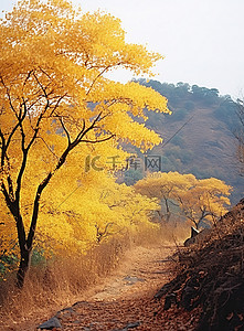黄叶不断背景图片_一座黄叶的小山