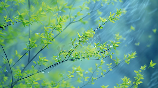春天绿色树枝树叶的摄影3图片