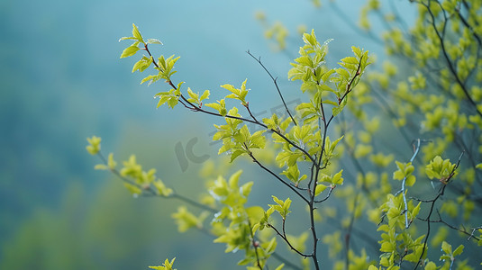 摄影照片_春天绿色树枝树叶的摄影15高清摄影图