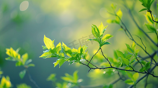 春天摄影照片_春天绿色树枝树叶的摄影22图片