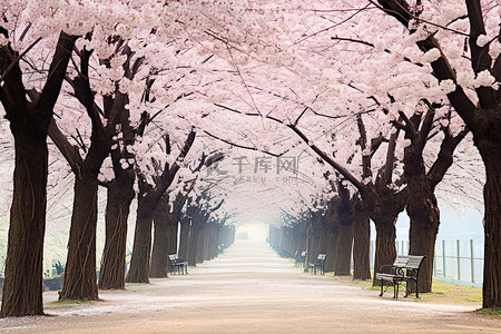 一条白色和粉色的绿树成荫的小路，开满了美丽的花朵