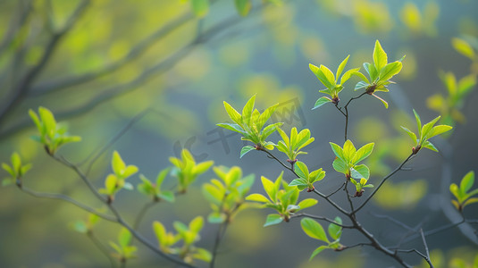 春天绿色树枝树叶的摄影2高清摄影图