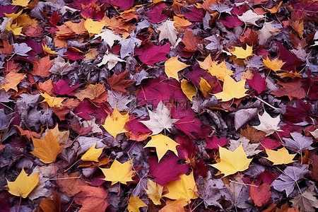 一堆覆盖着红色和黄色的树叶