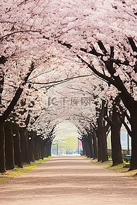 春天旅游背景背景图片_两旁种满樱花树的人行道