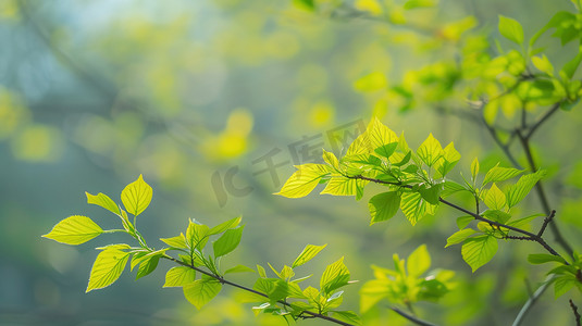 春天绿色树枝树叶的摄影23照片