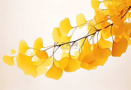叶树枝背景图片_银杏树枝上的秋叶
