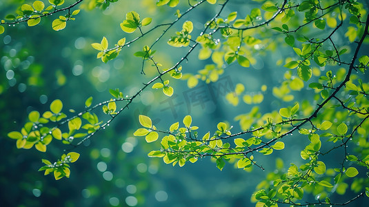 春天绿色树枝树叶的摄影5高清摄影图
