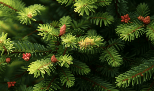 大自然植物背景图片_高清摄影图片素材春天