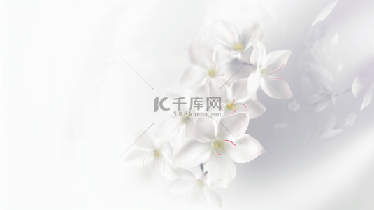 春天清新素雅白色花朵虚化朦胧花影花瓣设计