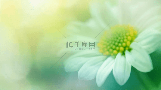 春天浅绿色花瓣黄色花蕊虚化朦胧花影背景图